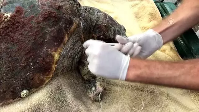 Yaralı bulunan caretta caretta yaşama tutundu Yaralı bulunan caretta caretta yaşama tutundu