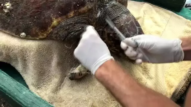 Yaralı bulunan caretta caretta yaşama tutundu Yaralı bulunan caretta caretta yaşama tutundu