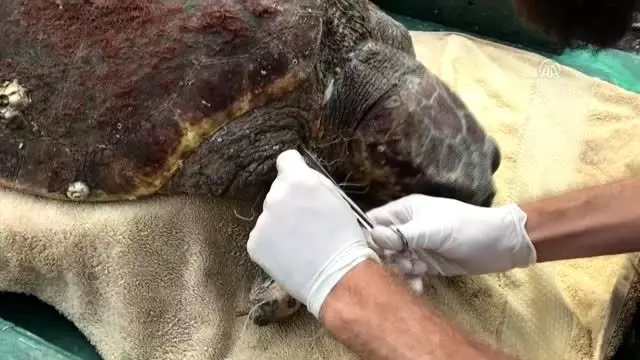 Yaralı bulunan caretta caretta yaşama tutundu Yaralı bulunan caretta caretta yaşama tutundu