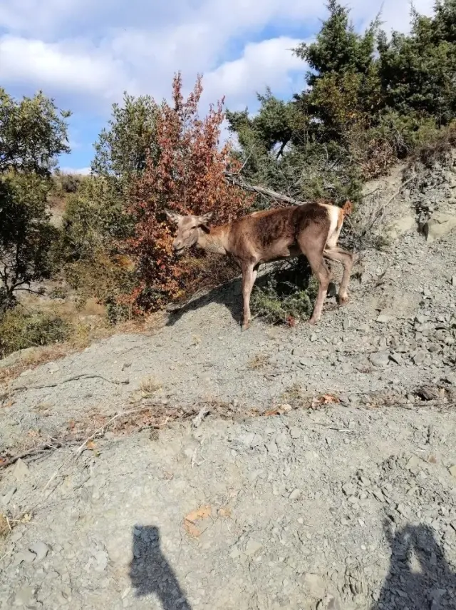 Yaralı geyik koruma altına alındı