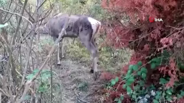 Yaralı geyik koruma altına alındı Yaralı geyik koruma altına alındı