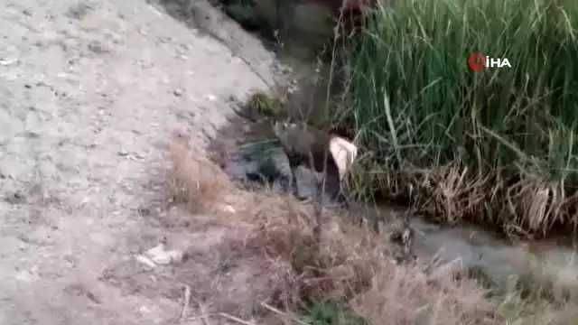 Yaralı geyik koruma altına alındı Yaralı geyik koruma altına alındı