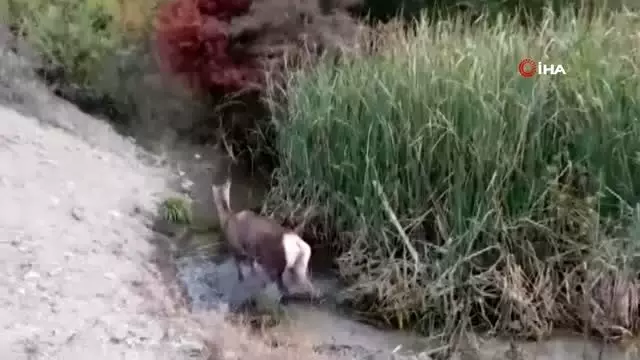 Yaralı geyik koruma altına alındı Yaralı geyik koruma altına alındı