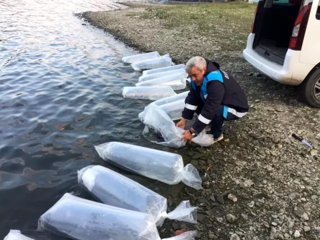 Yenice Barajına 2 bin yavru yayın balığı bırakıldı