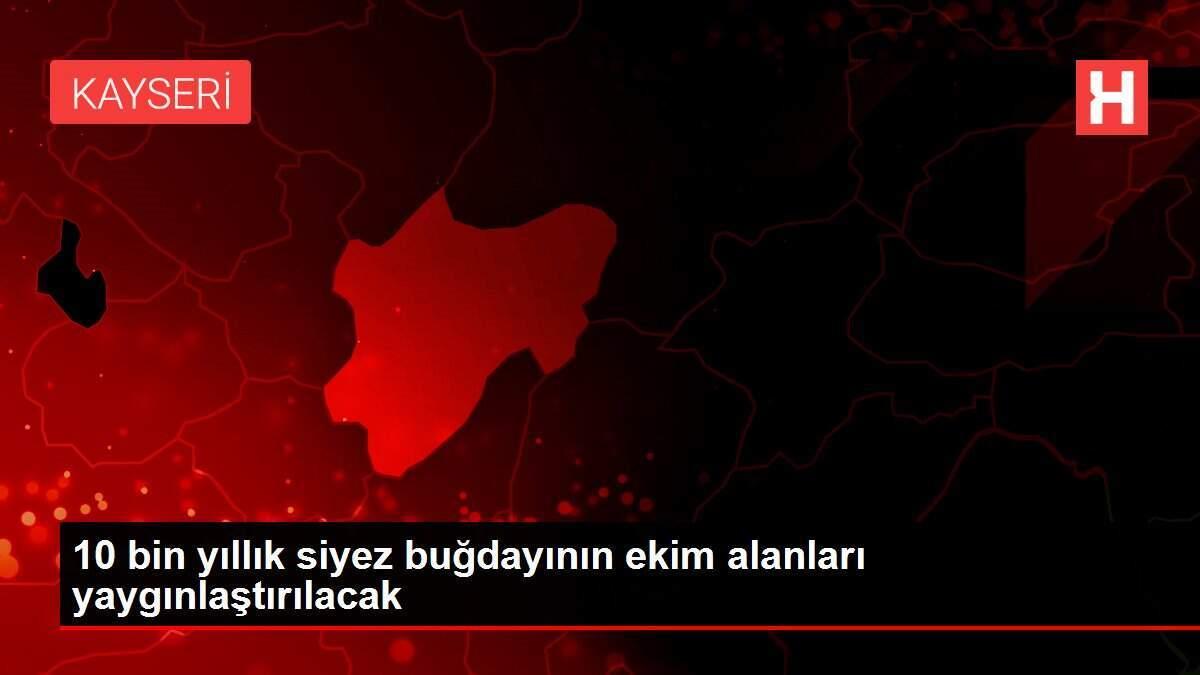 10 bin yıllık siyez buğdayının ekim alanları yaygınlaştırılacak 10 bin yıllık siyez buğdayının ekim alanları yaygınlaştırılacak