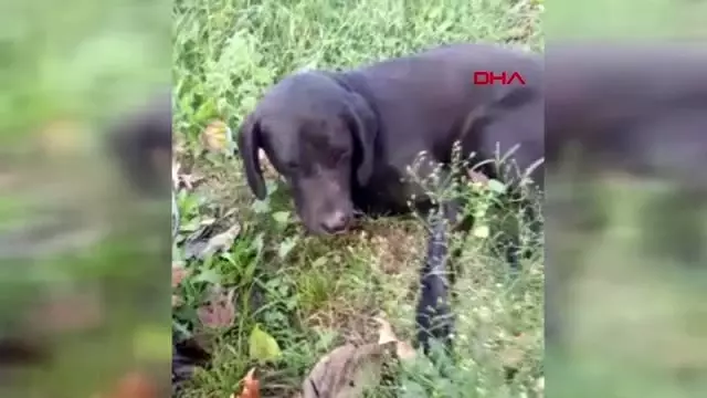 Antalya bahçesine giren köpeği tüfekle vurdu, röntgen filmi şok etti