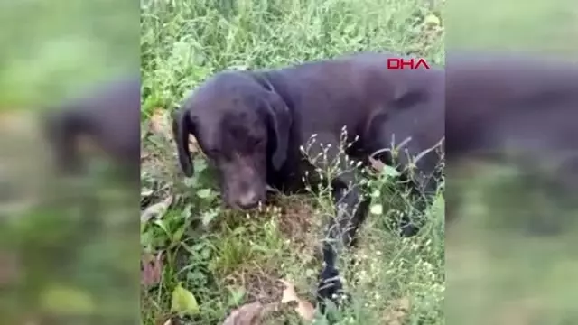 Antalya bahçesine giren köpeği tüfekle vurdu, röntgen filmi şok etti Antalya bahçesine giren köpeği tüfekle vurdu, röntgen filmi şok etti
