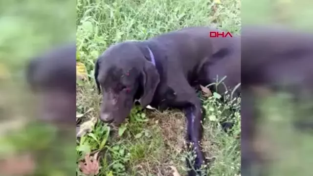 Antalya bahçesine giren köpeği tüfekle vurdu, röntgen filmi şok etti Antalya bahçesine giren köpeği tüfekle vurdu, röntgen filmi şok etti
