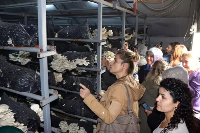 Çaycuma'da kültür mantarı üretim kursu