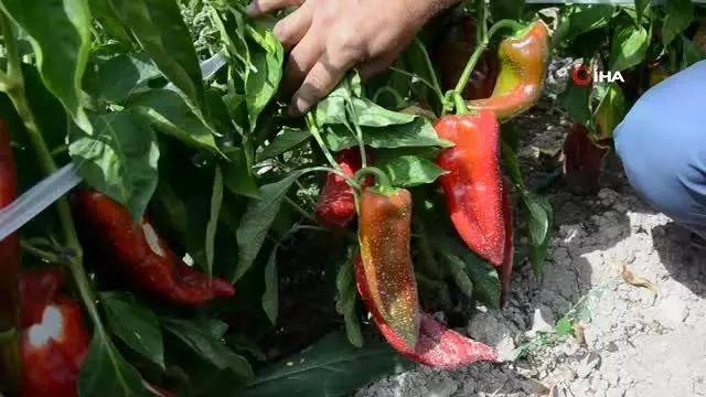 Darende'de, kapya biber üretimi yaygınlaşıyor Darende'de, kapya biber üretimi yaygınlaşıyor