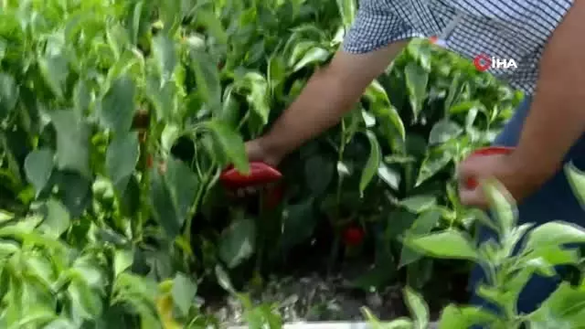 Darende'de, kapya biber üretimi yaygınlaşıyor Darende'de, kapya biber üretimi yaygınlaşıyor