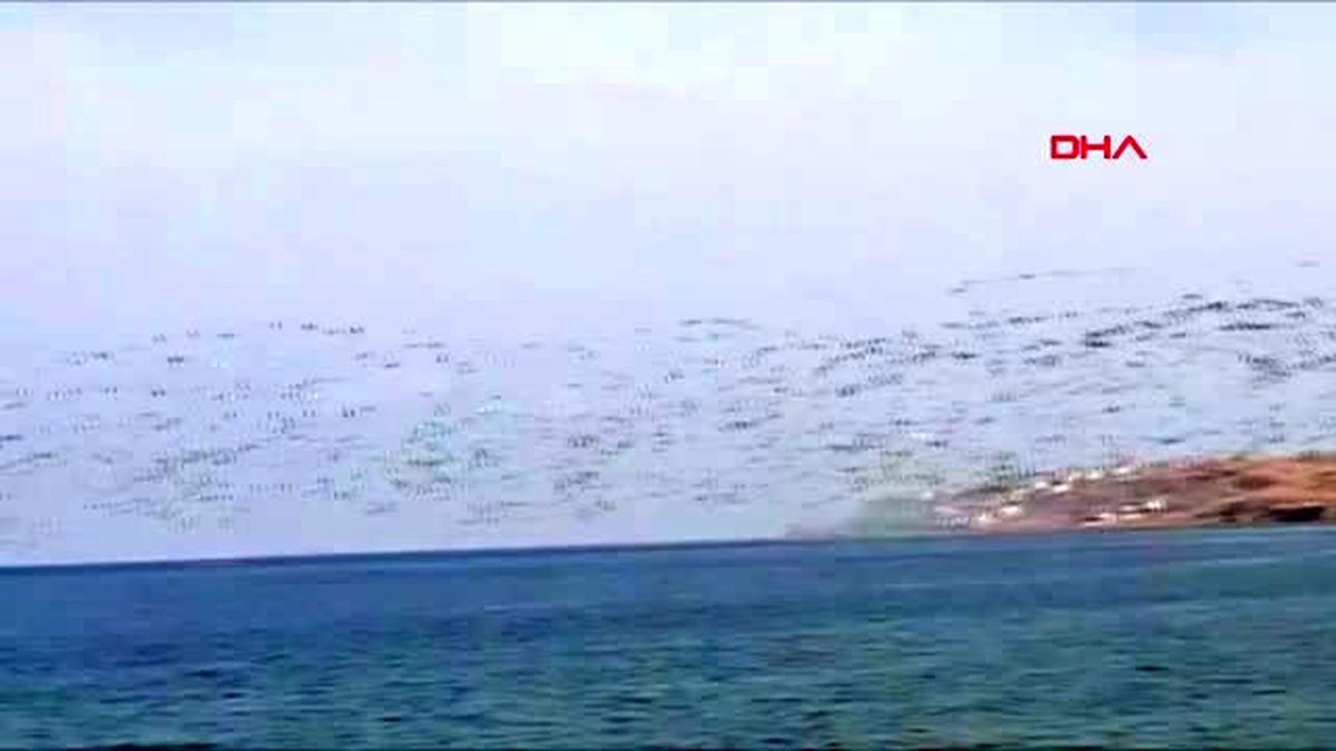 Hatay'da pelikanların göç yolculuğu