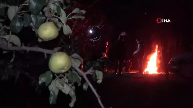 Hırsızlardan bıkan köylü, armut bahçesinde sabaha kadar nöbet tutuyor Hırsızlardan bıkan köylü, armut bahçesinde sabaha kadar nöbet tutuyor