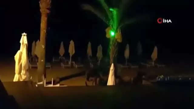 Marmaris'te yaban domuzları sahile inip köpeklere saldırdı