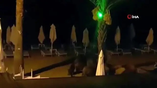 Marmaris'te yaban domuzları sahile inip köpeklere saldırdı Marmaris'te yaban domuzları sahile inip köpeklere saldırdı