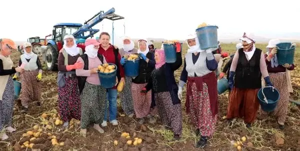 Sandıklı, patateste 200 bin ton rekolte bekliyor