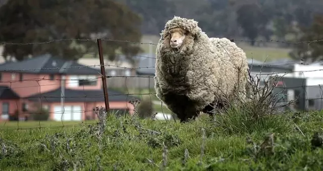 Yıllardır kırkılmayan yünleriyle nam salan Avustralyalı merinos koyunu Chris, öldü
