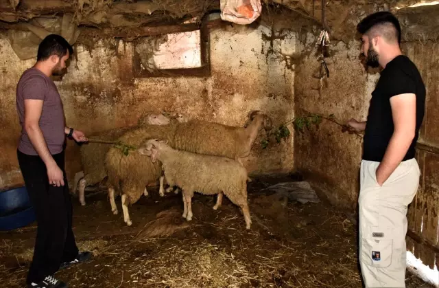 İki üniversiteli genç harçlıklarını biriktirip hayvancılığa başladı İki üniversiteli genç harçlıklarını biriktirip hayvancılığa başladı