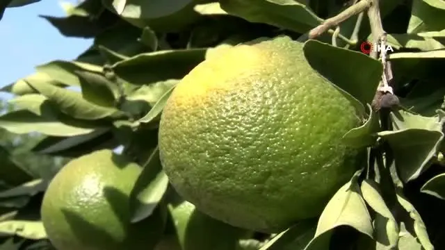 Kaşıkçı cinayeti sonrası Suudi Arabistan, Türkiye'den aldığı narenciyede 'analiz' krizi başlattı Kaşıkçı cinayeti sonrası Suudi Arabistan, Türkiye'den aldığı narenciyede 'analiz' krizi başlattı