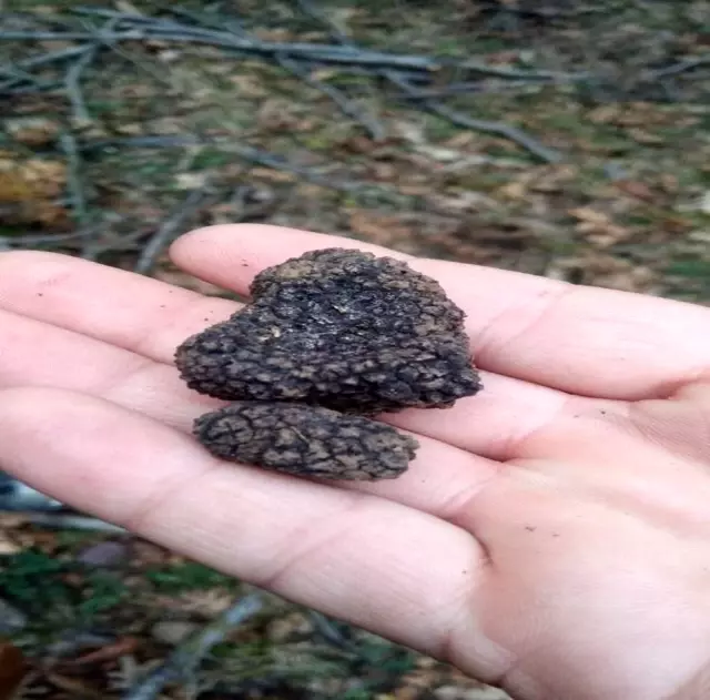 Yozgat'ta trüf mantarı bulundu! Kilosu 3 bin 500 euroya kadar alıcı buluyor Yozgat'ta trüf mantarı bulundu! Kilosu 3 bin 500 euroya kadar alıcı buluyor