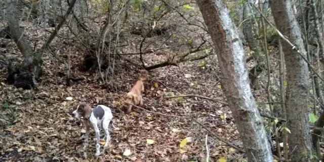 Yozgat'ta trüf mantarı bulundu! Kilosu 3 bin 500 euroya kadar alıcı buluyor Yozgat'ta trüf mantarı bulundu! Kilosu 3 bin 500 euroya kadar alıcı buluyor