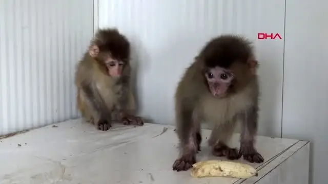 Şırnak sınır kapısında ele geçirilen maymunlar yeni yuvalarında Şırnak sınır kapısında ele geçirilen maymunlar yeni yuvalarında