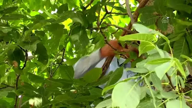 Tescilli 'Şebin cevizi' bu yıl yüz güldürdü Tescilli 'Şebin cevizi' bu yıl yüz güldürdü