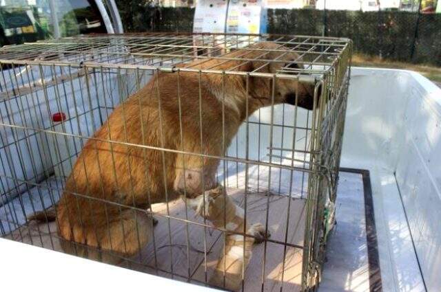 Arabanın çarpması sonucu tedaviye alınan köpeğin ağlaması yürek burktu