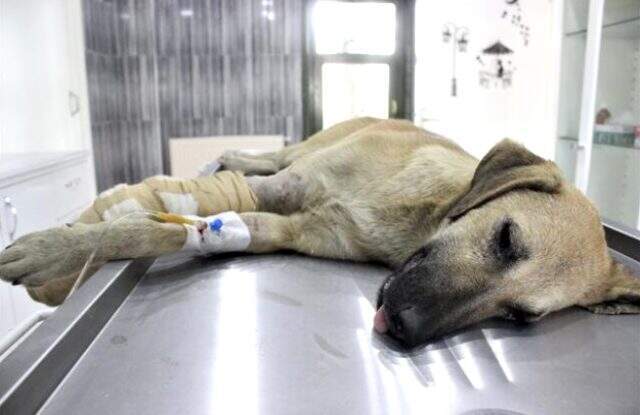 Aracın çarptığı köpek tedavi sırasında ağladı