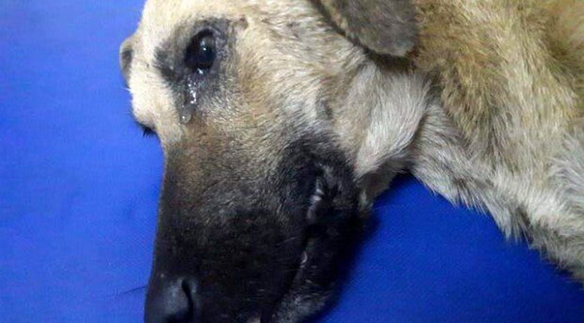 Arabanın çarpması sonucu tedaviye alınan köpeğin ağlaması yürek burktu