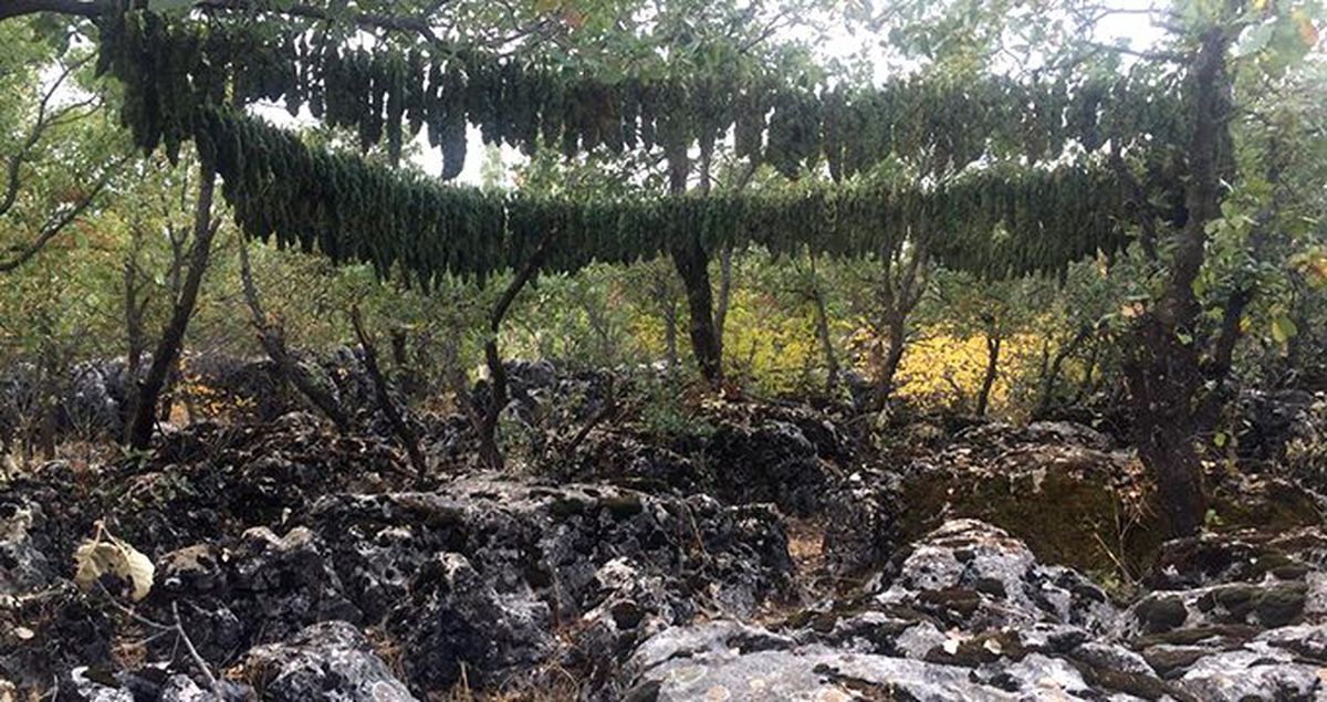 Diyarbakır'ın Lice ilçesinde 4 ton 562 kilogram esrar ele geçirildi