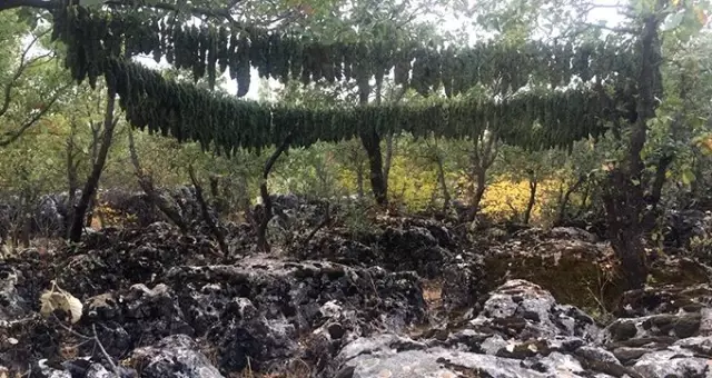 Diyarbakır'ın Lice ilçesinde 4 ton 562 kilogram esrar ele geçirildi
