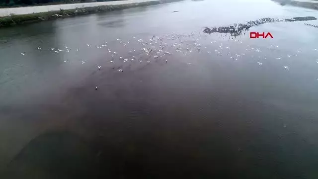 Meriç nehri'nin su seviyesi düştü, kum adacıkları oluştu Meriç nehri'nin su seviyesi düştü, kum adacıkları oluştu