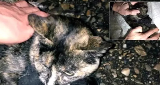Uyuşturucu kuryesi olarak kullanılan kedi gözaltına alındı Uyuşturucu kuryesi olarak kullanılan kedi gözaltına alındı