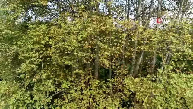 12 asırlık dev çınar 12 asırlık dev çınar
