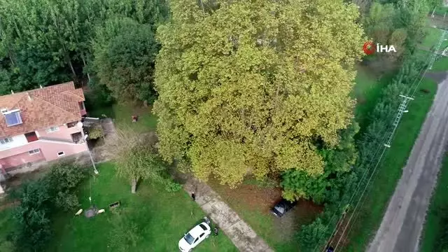 12 asırlık dev çınar 12 asırlık dev çınar