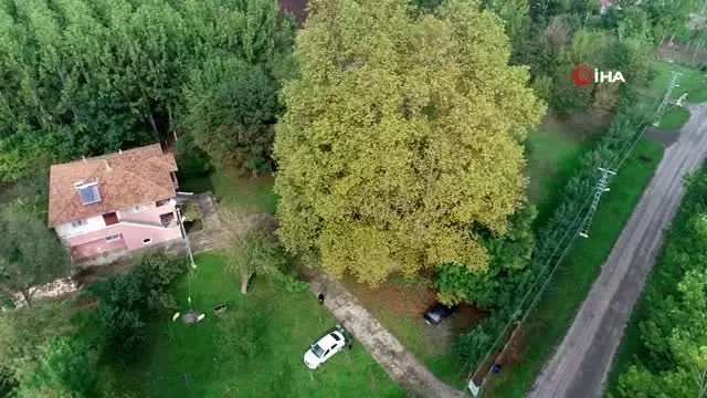 12 asırlık dev çınar 12 asırlık dev çınar