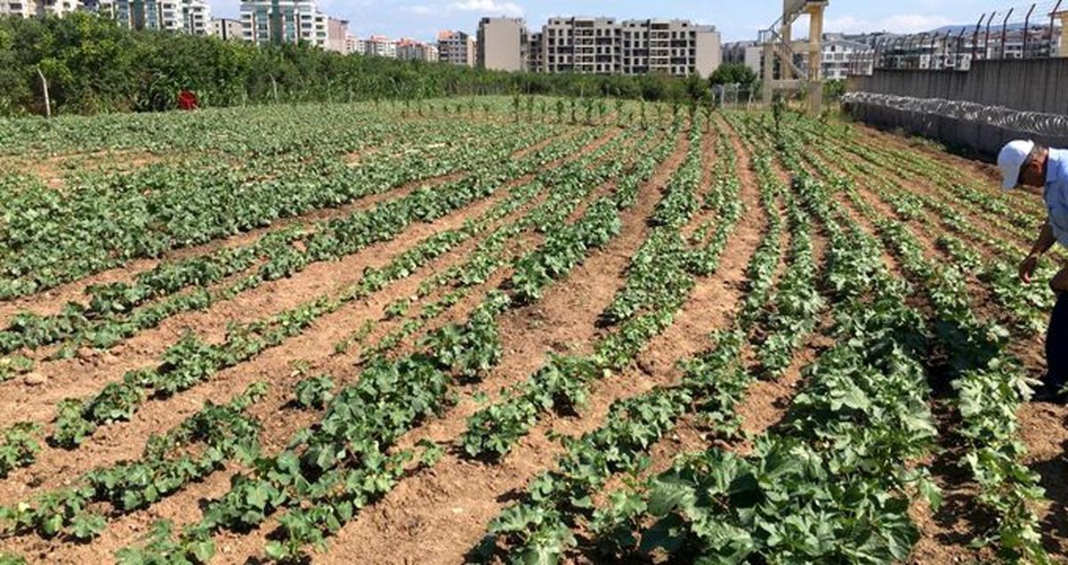 Bursa E Tipi Cezaevi'nde mahkumların ektiği ürünler meyvelerini verdi