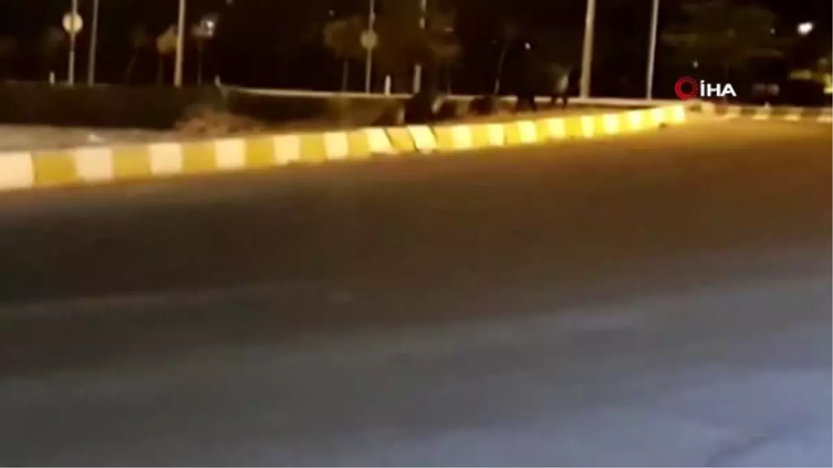 Erciş'te yaban domuzlarına sürek avı