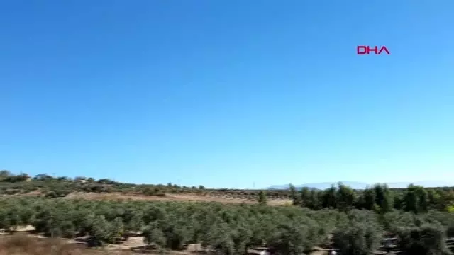 Osmaniye'de zeytin hasadına başlandı Osmaniye'de zeytin hasadına başlandı