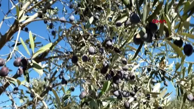 Osmaniye'de zeytin hasadına başlandı Osmaniye'de zeytin hasadına başlandı
