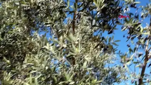 Osmaniye'de zeytin hasadına başlandı Osmaniye'de zeytin hasadına başlandı
