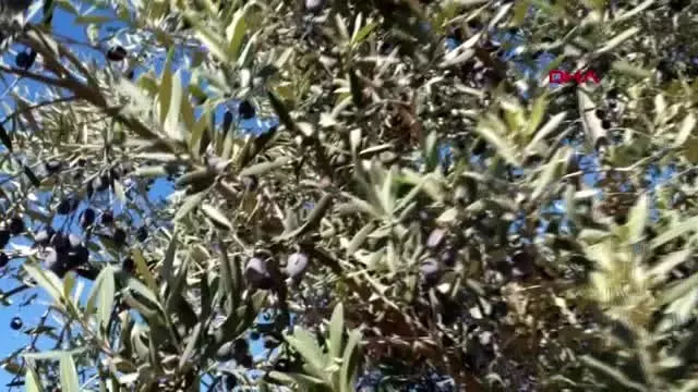 Osmaniye'de zeytin hasadına başlandı Osmaniye'de zeytin hasadına başlandı