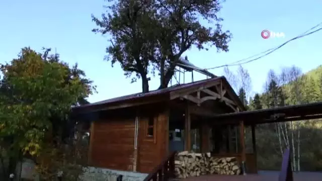 Artvinli işletmecinin ağaç sevgisi görenleri şaşkına çeviriyor Artvinli işletmecinin ağaç sevgisi görenleri şaşkına çeviriyor