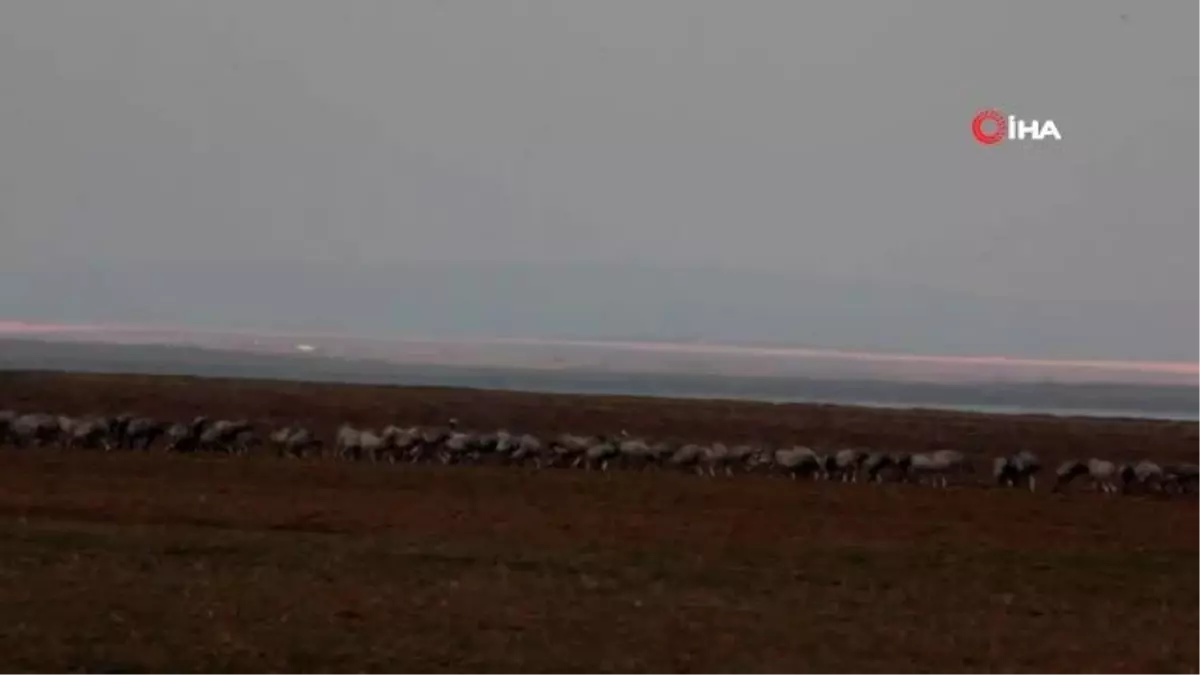 Susuz Seyfe'de turna akını