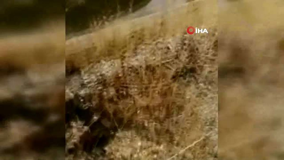 Erzincan'da köpeklerin kovaladığı kurt su kanalına düştü