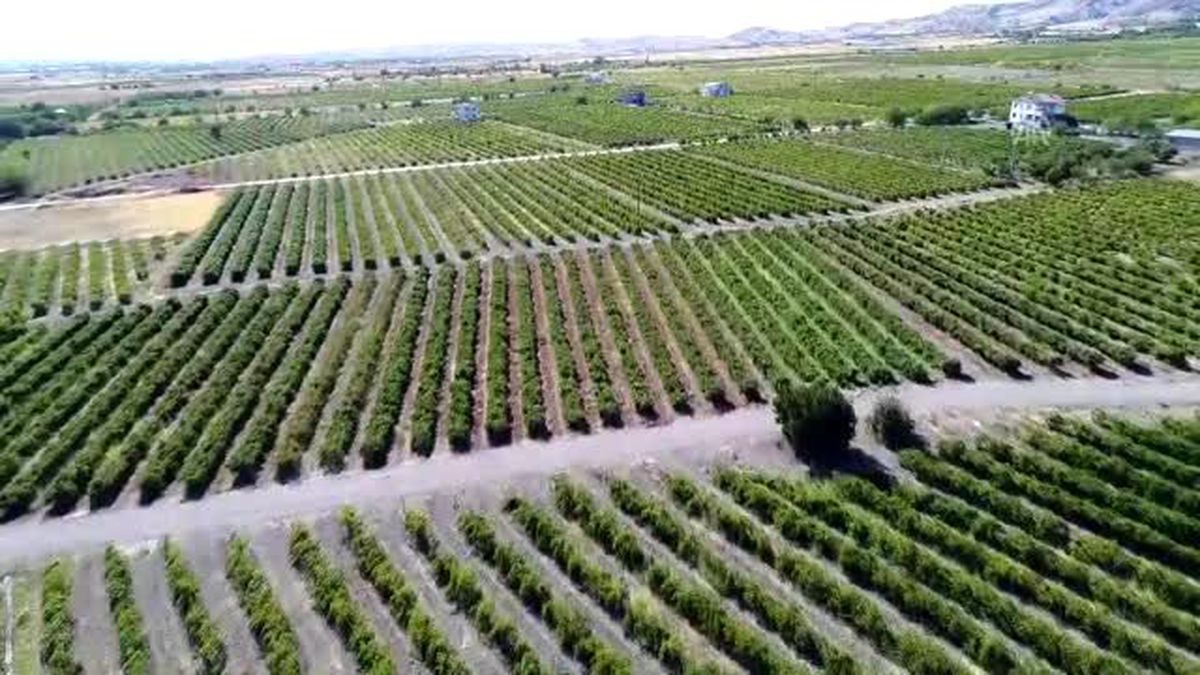 Tescilli üzümlere talep artışı üreticinin yüzünü güldürdü (1)