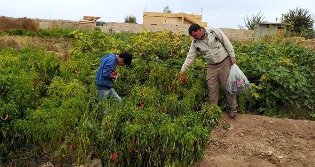 - Tel Abyad'da hasat başladı