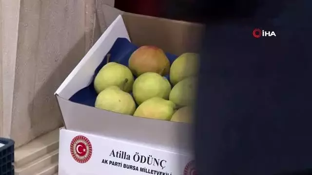 AK Partili vekil TBMM'de Gürsu armudunu tanıttı AK Partili vekil TBMM'de Gürsu armudunu tanıttı