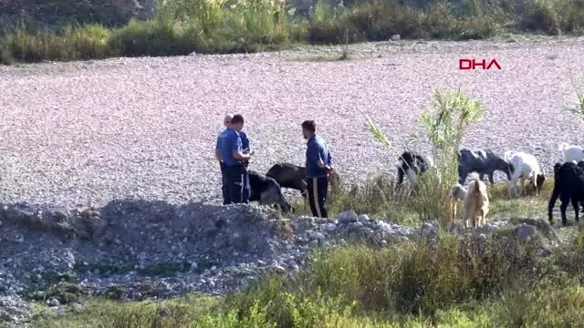 Antalya sazlık alanda kaçak avcı alarmı Antalya sazlık alanda kaçak avcı alarmı